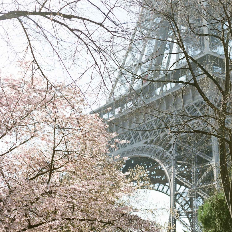 A Cherry Blossom Engagement in Paris